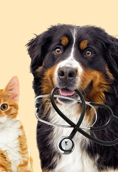 cat and dog with stethoscope